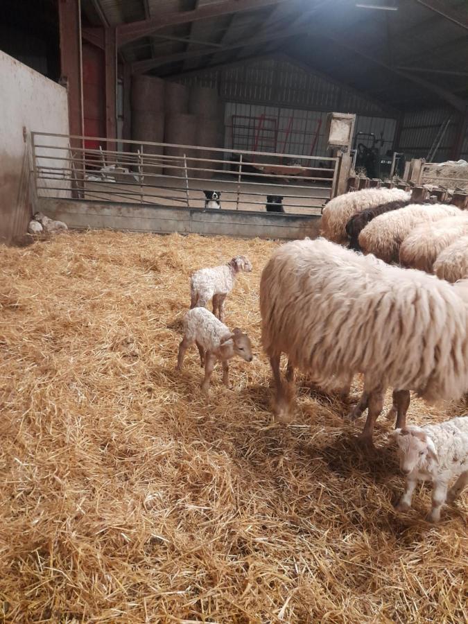 Gite A La Ferme Larranda Suhescun Екстер'єр фото